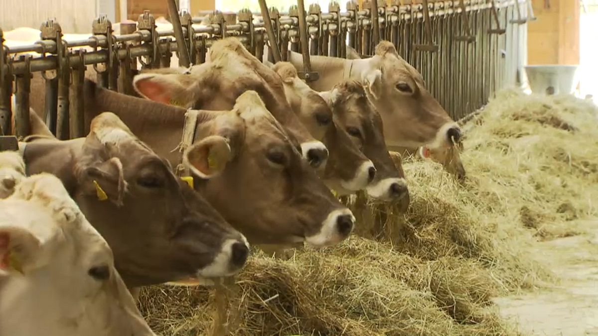 Ondas de calor e seca ameaçam produção de leite europeia