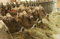 Ondas de calor e seca ameaçam produção de leite europeia