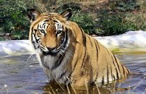 Kétszeresére nőtt a tigrisek száma Indiában másfél évtized alatt
