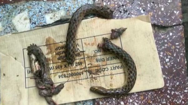 Man bites snake: Indian man retaliates after snake attack Man bites snake: Indian man retaliates after snake attack