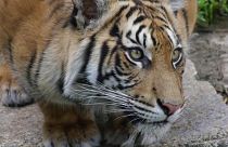 Международный день тигра