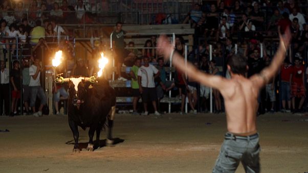 Toro embolado en Amposta, Cataluña Toro embolado en Amposta, Cataluña