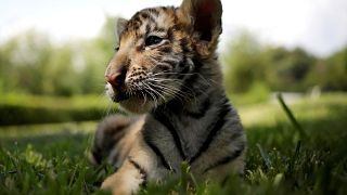 Bengal tiger cub in Guadalupe 