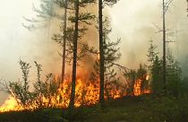 Rendkívüli állapot Szibéria több részén az erdőtüzek miatt