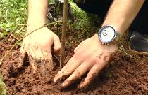 В Эфиопии высадили 350 миллионов деревьев за день