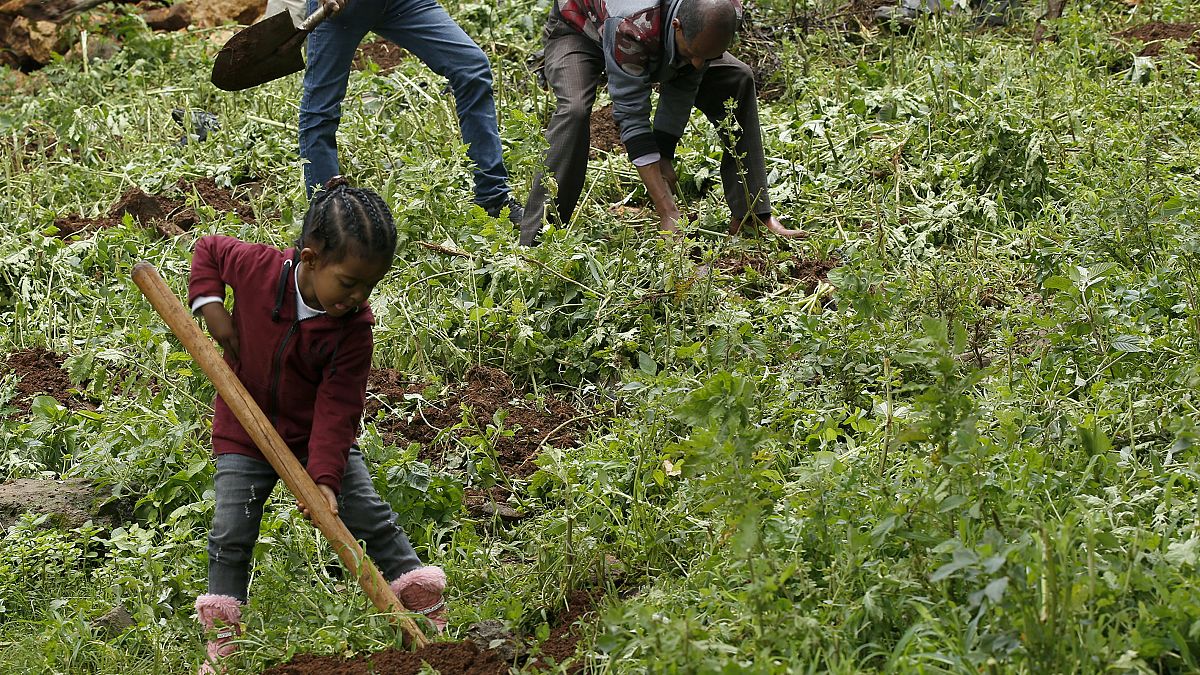 Etiópia planta 353 milhões de árvores para acautelar o futuro