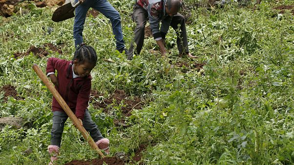 Record dall'Etiopia: piantati oltre 350 milioni di alberi contro la deforestazione Record dall'Etiopia: piantati oltre 350 milioni di alberi contro la deforestazione