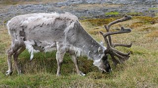 Hundreds of reindeer starved to death on Arctic island 'due to climate change'