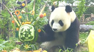 Un panda géant fête son anniversaire au zoo de la forêt de Dalian