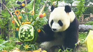 Panda in China celebrates her birthday with children born on the same date