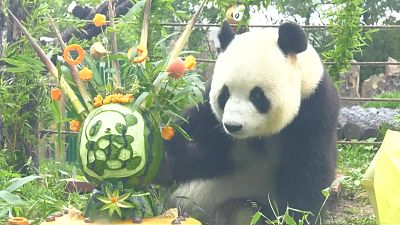 شاهد: الباندا "في يون" تحتفل بعيد ميلادها مع أطفال ولدوا معها بنفس اليوم