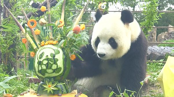 Un panda géant fête son anniversaire au zoo de la forêt de Dalian Un panda géant fête son anniversaire au zoo de la forêt de Dalian
