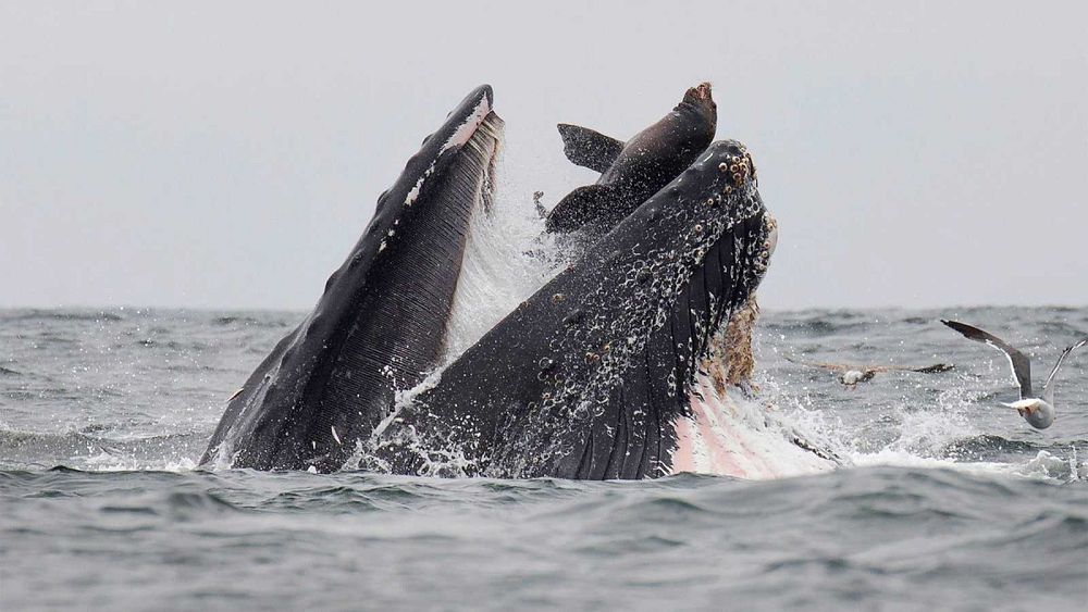 Incroyable cliché d'un lion de mer tombant dans le gueule d'une baleine