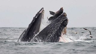 Incroyable cliché d'un lion de mer tombant dans le gueule d'une baleine 