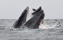 La foto della balena che quasi si mangia un leone marino