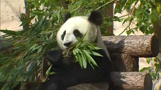 Watch: Panda pair celebrate birthdays at Moscow Zoo