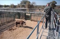 Спасение самки носорога — непростая задача