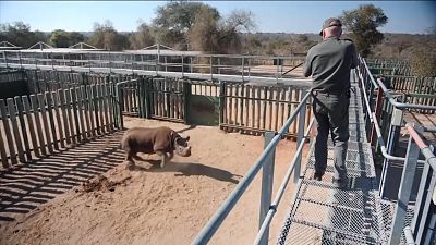 Спасение самки носорога — непростая задача