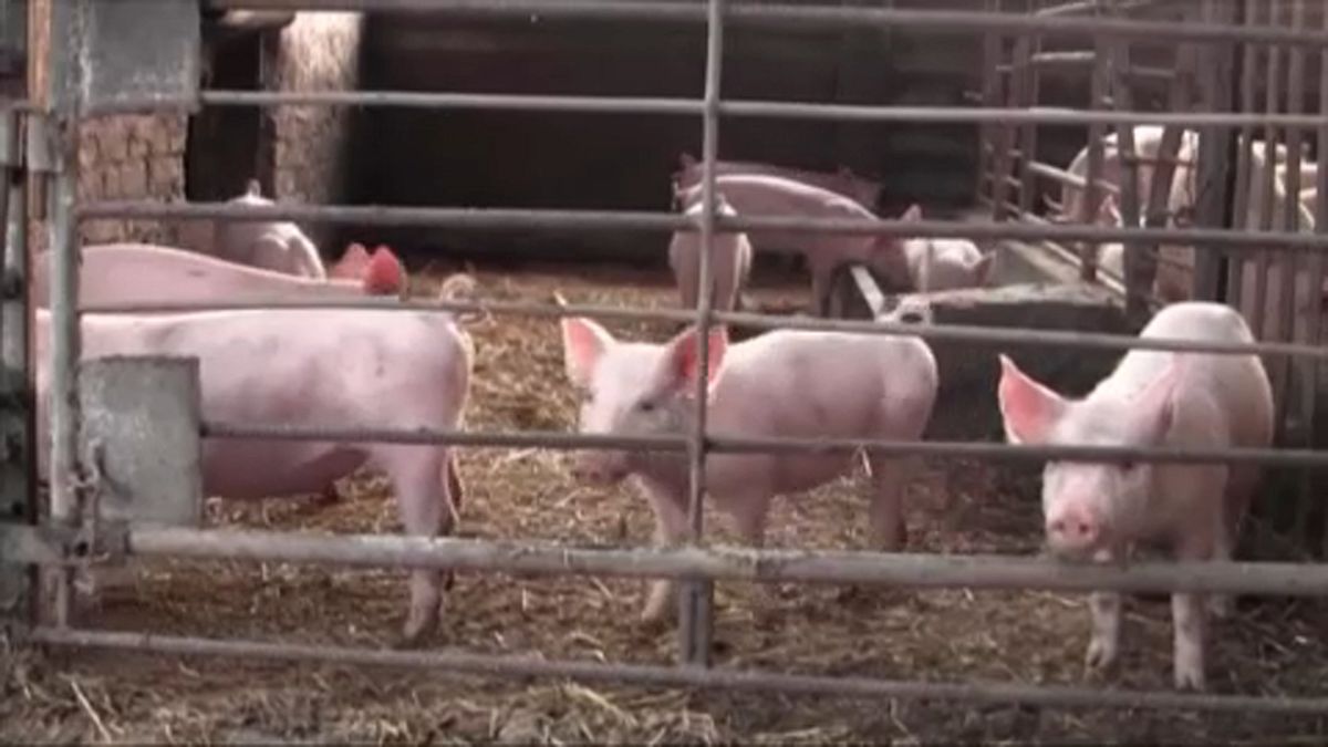 Schweinepest breitet sich in Bulgarien aus