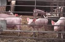 Alarma en Bulgaria por otro foco de peste porcina