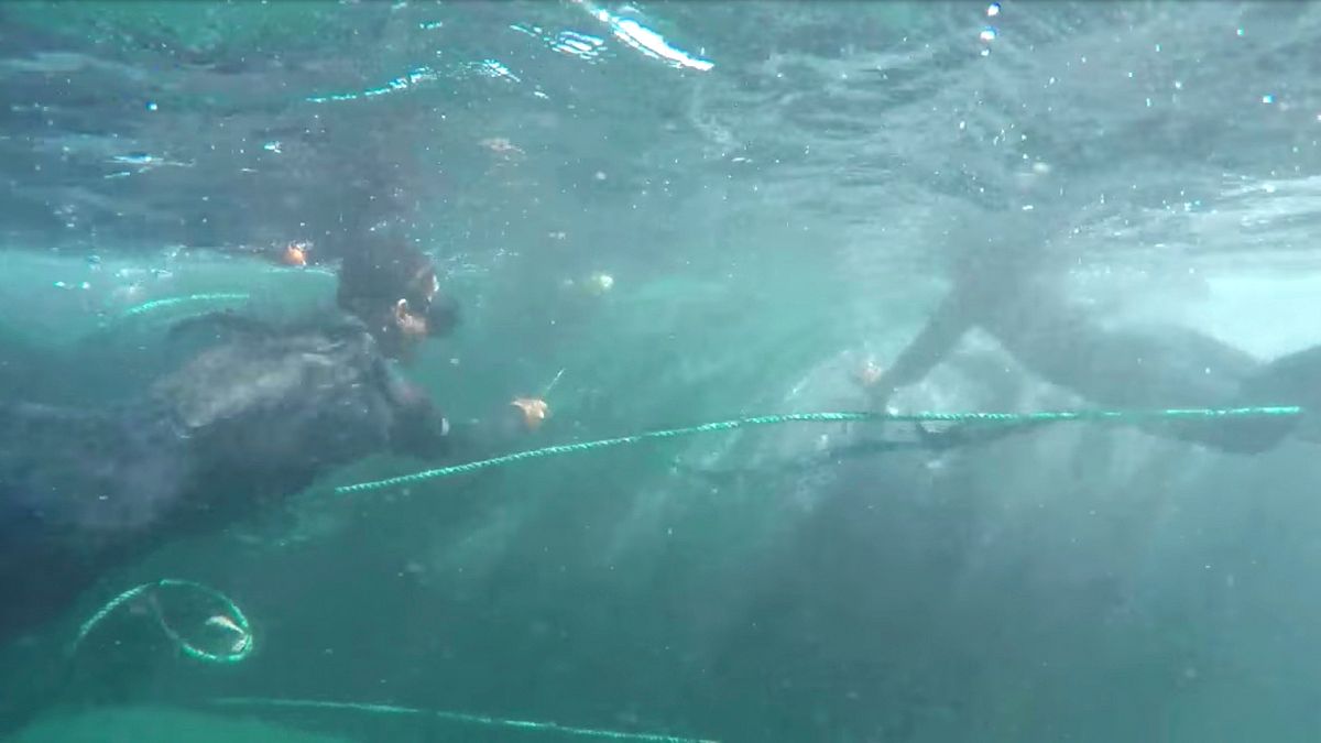 Egy nap alatt két bálnát is megmentettek a perui turisták