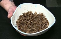 Bir böcek restoranı menüsü: Siyah asker sineği larvası köftesi, mısır unlu solucan, böcek dondurması