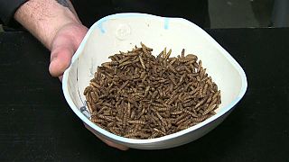 Bir böcek restoranı menüsü: Siyah asker sineği larvası köftesi, mısır unlu solucan, böcek dondurması