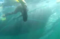 Divers and volunteers help to save humpback whale off Peru's coast