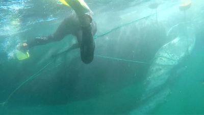 Divers and volunteers help to save humpback whale off Peru's coast