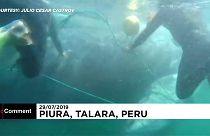 Спасение кита в Перу