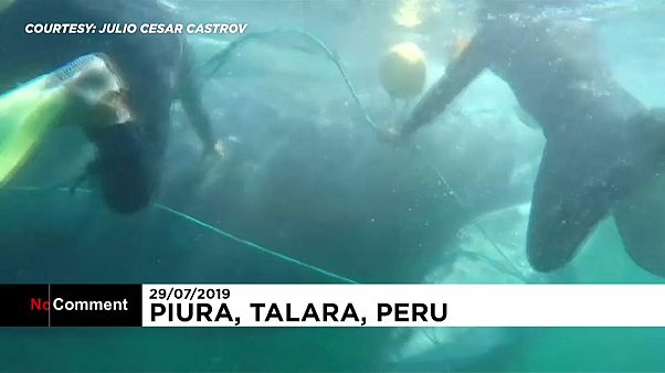 Búvárok mentettek meg egy bálnát a biztos haláltól Peruban Búvárok mentettek meg egy bálnát a biztos haláltól Peruban