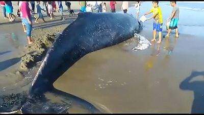 Wal wird zurück ins Wasser geschoben