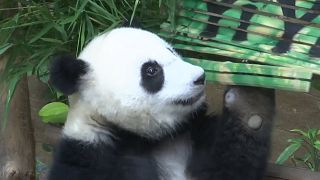 أنثى الباندا "يي يي" التي تبلغ من العمر 19 شهرا