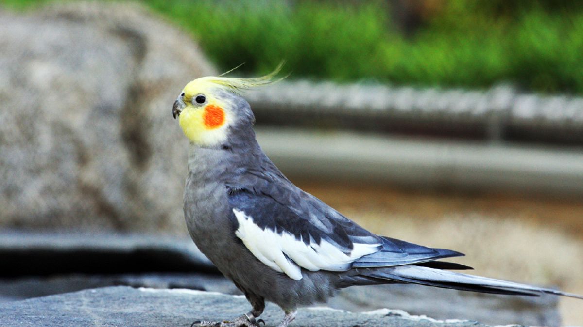 Cockatiel Parakeet 