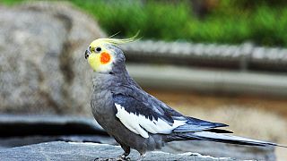 Cockatiel Parakeet