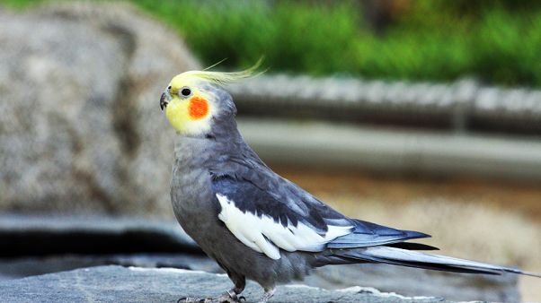 Cockatiel Parakeet Cockatiel Parakeet