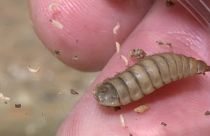 Insekten - die Nahrung der Zukunft?