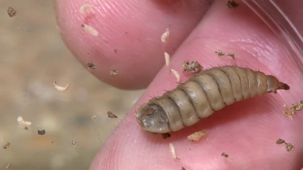 Insekten - die Nahrung der Zukunft? Insekten - die Nahrung der Zukunft?