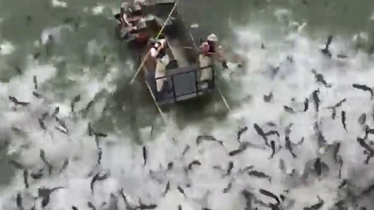 صید و کنترل جمعیت ماهی کپور آسیایی در کنتاکی با «شوک الکتریکی»