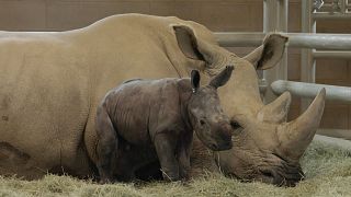 Southern white rhino birth could save subspecies from extinction