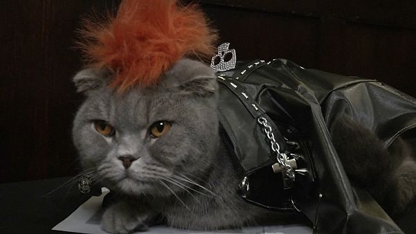 Des chats qui ont du chien Des chats qui ont du chien