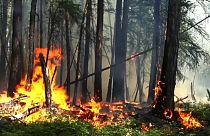 Борьба с огнем: первые результаты