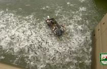 Elektroschocks für Fische