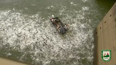 شاهد:"الصيد الكهربائي"طريقة جديدة لصيد الأسماك بأمريكا