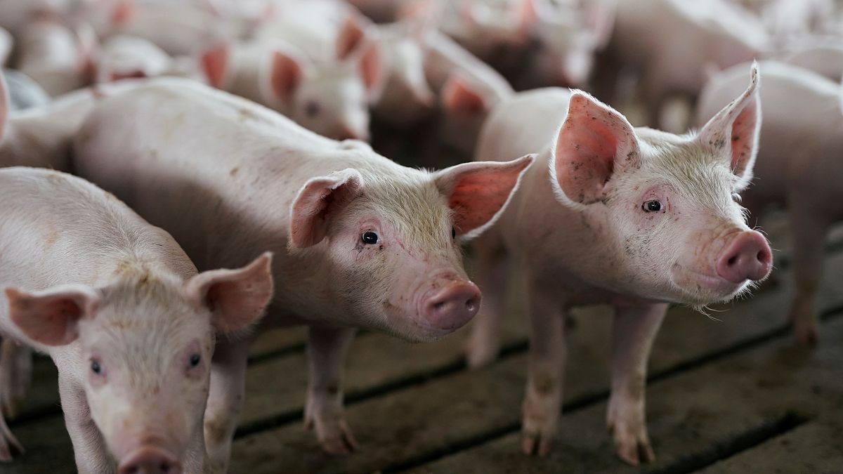 Pork industry at risk as swine fever hits farms across Eastern Europe
