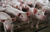 Διαμαρτυρία αγροτών για την θανάτωση γουρουνιών