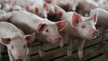 Pork industry at risk as swine fever hits farms across Eastern Europe