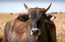 Carne bovina: USA e Ue 'superano le divergenze'