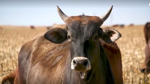 Carne bovina: USA e Ue 'superano le divergenze' Carne bovina: USA e Ue 'superano le divergenze'
