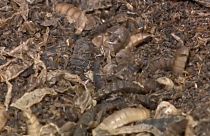 Insectos en la fábrica de la empresa ENORM